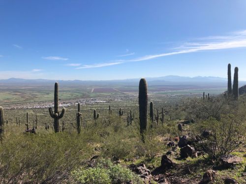 A scenic view of a desert landscape with tall cacti, mountains in the distance, and a clear blue sky.