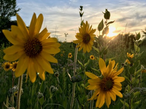 A field of vibrant yellow flowers at sunset, with a soft sky and greenery in the background.