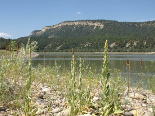 A serene lake surrounded by green hills and rocky shores, with tall grasses in the foreground under a clear blue sky.