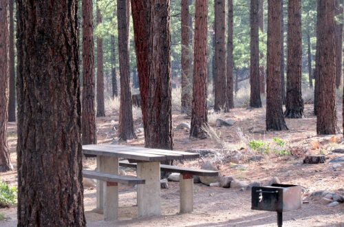 A picnic table and grill surrounded by tall pine trees in a serene forest setting.