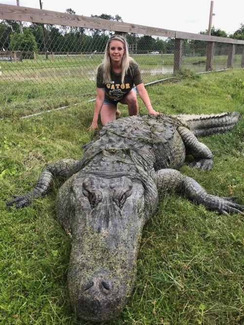 A woman kneels beside a large alligator on the grass, with a fenced area in the background.