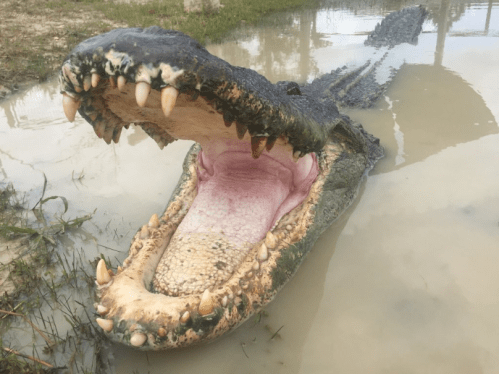 A large crocodile with its mouth wide open, resting in shallow water surrounded by grass.