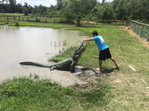 A person in a blue shirt interacts with a large alligator near a pond, surrounded by grass and trees.