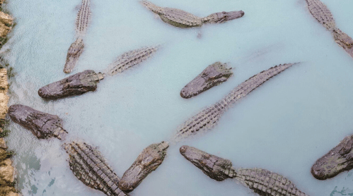 Aerial view of several crocodiles swimming in a light blue water body.