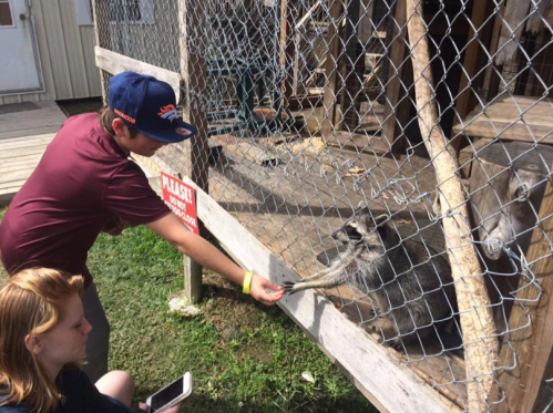 A boy reaches out to a raccoon through a fence while a girl sits nearby, both enjoying a sunny day at a wildlife area.