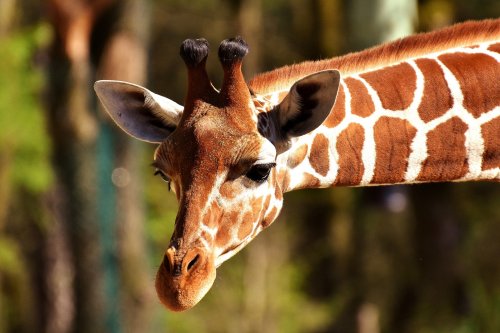 A close-up of a giraffe's head, showcasing its distinctive patterns and long neck against a blurred natural background.