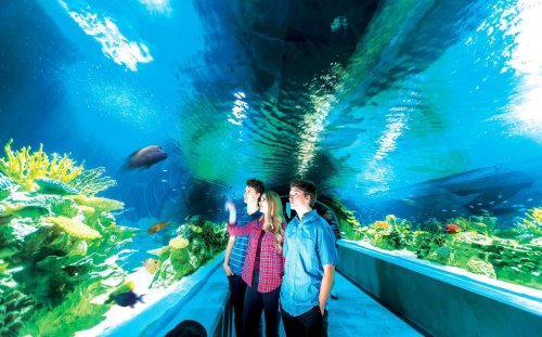 Two people stand in an underwater tunnel, surrounded by colorful fish and vibrant coral in an aquarium.