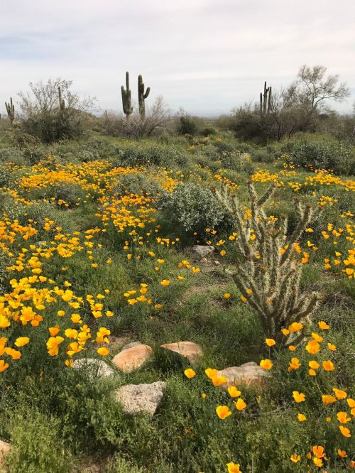 A vibrant field of yellow flowers surrounded by green vegetation and cacti under a cloudy sky.
