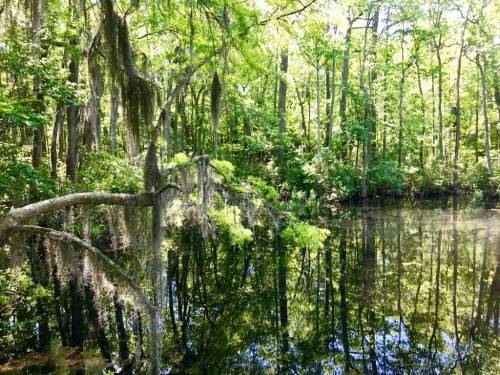Lush green trees and moss hang over a calm, reflective pond in a serene forest setting.