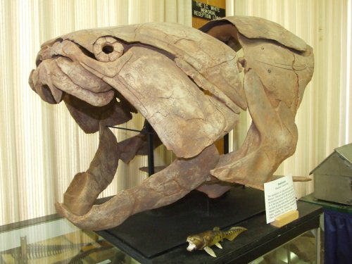 A large fossilized turtle shell displayed on a stand, showcasing its unique shape and features.