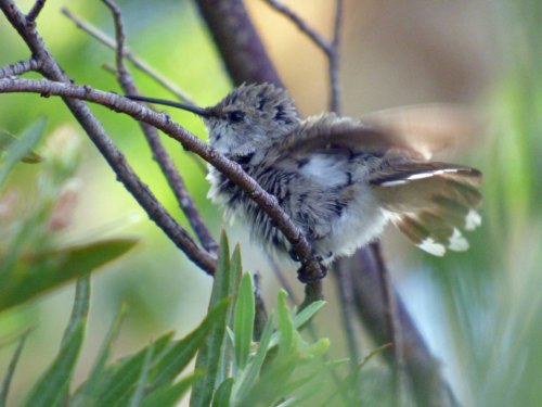 A small, fluffy bird perched on a branch, surrounded by green foliage, with wings slightly spread.