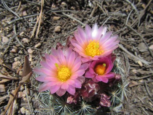 Three vibrant pink flowers with yellow centers bloom atop a cactus, surrounded by dry, brown ground.