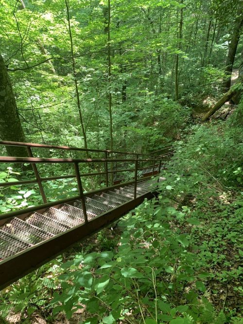 A metal staircase descends through a lush green forest, surrounded by trees and dense foliage.