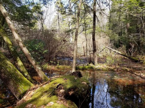A serene forest scene with moss-covered logs, trees, and a calm, reflective pond surrounded by greenery.