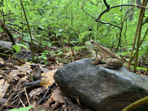 A frog perched on a rock in a lush, green forest, surrounded by leaves and plants.