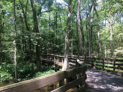 A wooden boardwalk winds through a lush green forest, surrounded by tall trees and dappled sunlight.