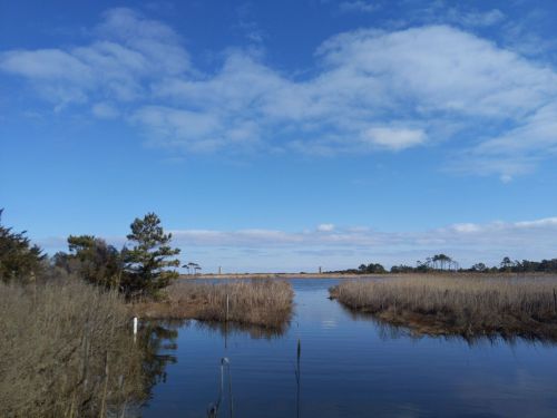 A serene landscape featuring a calm waterway surrounded by tall grasses and trees under a blue sky with scattered clouds.