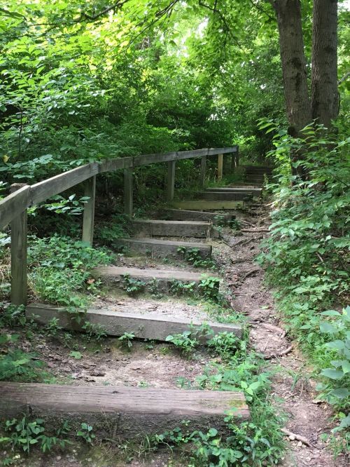 A wooden staircase leads through a lush, green forest, surrounded by plants and trees.
