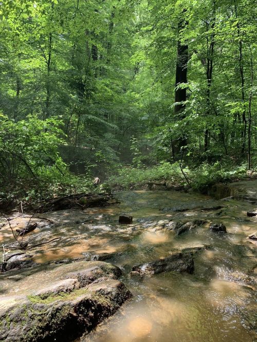 A serene forest scene with a gently flowing stream and lush green foliage surrounding rocky terrain.