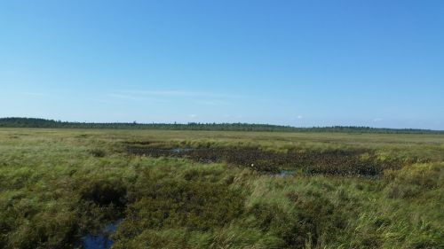 A wide view of a grassy wetland under a clear blue sky, with patches of water and distant trees on the horizon.