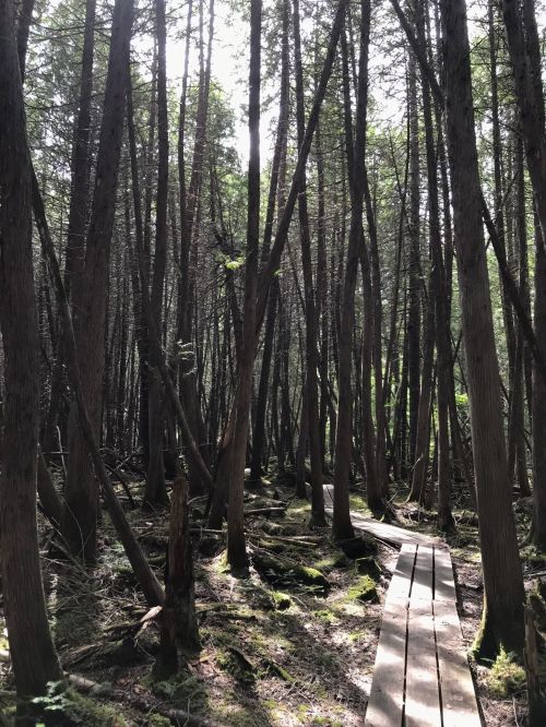 A narrow wooden path winds through a dense forest of tall trees, with dappled sunlight filtering through the leaves.
