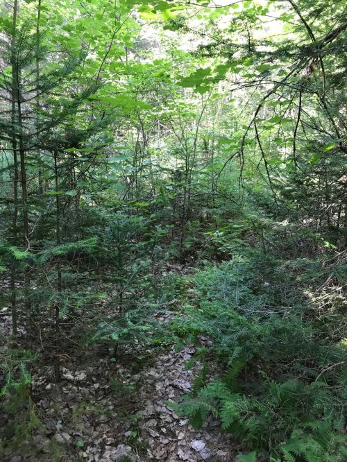 A dense forest scene with various green trees and underbrush, dappled sunlight filtering through the leaves.