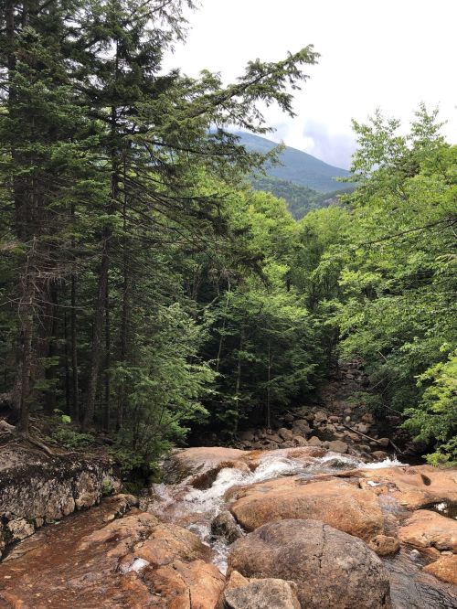 A serene forest scene with a flowing stream over rocks, surrounded by lush green trees and mountains in the background.