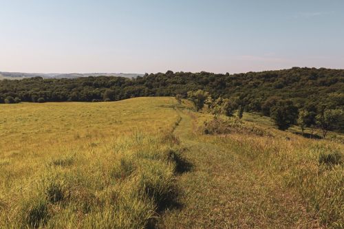 A winding path through a grassy field leads to a forested area under a clear blue sky.