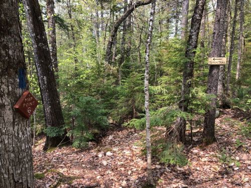 A wooded trail with a sign pointing to the right and a marker labeled "Map Point 6" on a tree.