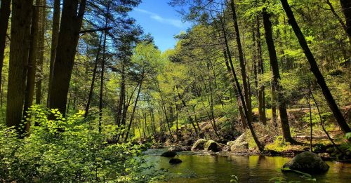 A serene forest scene with lush green trees lining a calm river under a clear blue sky.