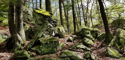 A forest path winding through moss-covered rocks and trees, with dappled sunlight filtering through the leaves.