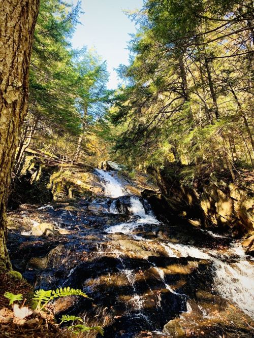 A serene forest scene featuring a cascading waterfall surrounded by lush green trees and rocky terrain.
