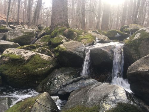 A serene stream flows over moss-covered rocks in a wooded area, with sunlight filtering through the trees.