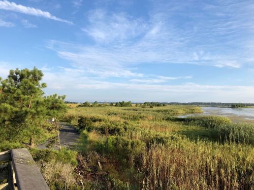 A serene landscape featuring a winding path through tall grasses and trees, with a calm waterway under a blue sky.