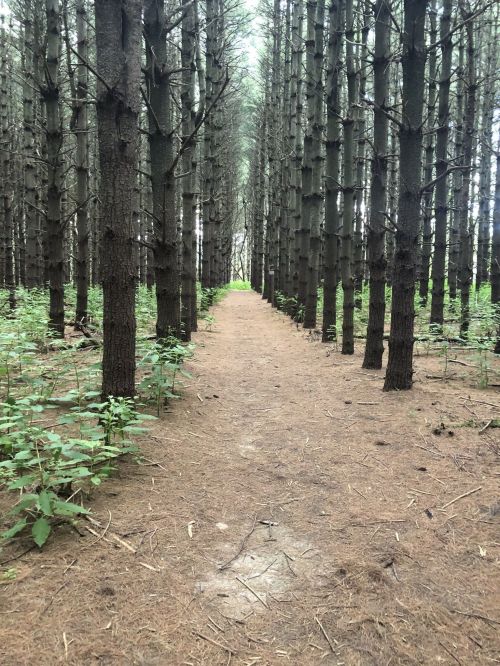 A narrow path through a dense forest of tall, straight trees with a carpet of pine needles on the ground.