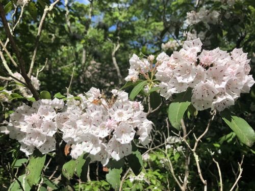 Clusters of delicate pink and white flowers bloom among green leaves in a lush, natural setting.