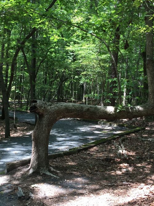 A winding path through a lush green forest, featuring a prominent, curved tree trunk in the foreground.