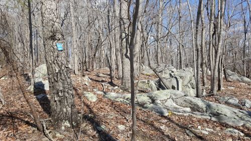 A wooded area with bare trees, scattered rocks, and a blue trail marker on a tree trunk.