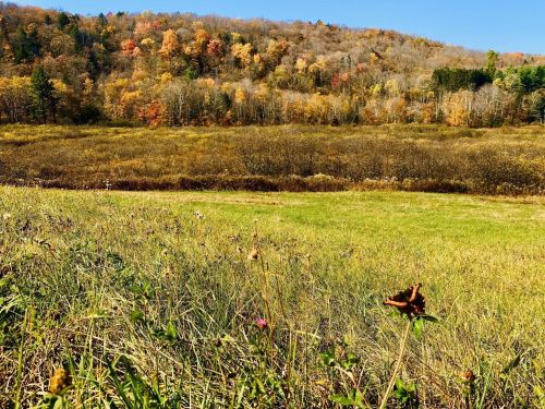 A vibrant autumn landscape featuring colorful trees on a hillside, with a grassy field in the foreground.