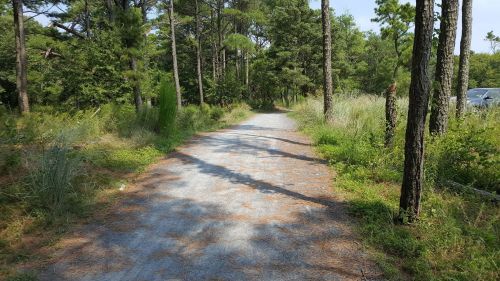A gravel path winds through a lush green forest, surrounded by trees and tall grass under a clear blue sky.