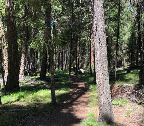 A sunlit forest path winding through tall trees and lush green undergrowth.