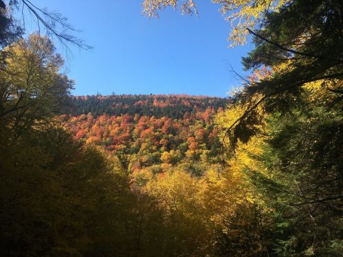 Vibrant autumn foliage on a hillside under a clear blue sky, surrounded by green trees.