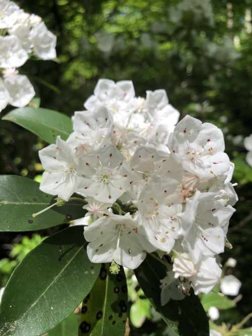 A cluster of white flowers with delicate petals and green leaves, set against a blurred green background.