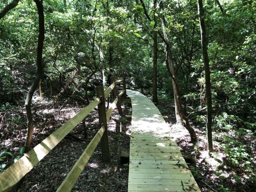 A winding wooden path through a lush, green forest with trees and foliage surrounding it.