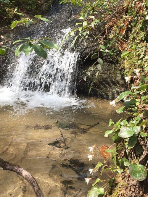 A small waterfall cascades over rocks into a clear stream, surrounded by greenery and delicate white flowers.