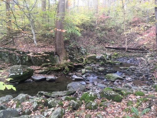 A serene forest scene featuring a small stream, moss-covered rocks, and colorful autumn foliage.