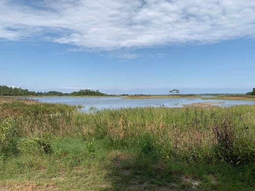 A serene landscape featuring a calm waterway surrounded by tall grasses and distant trees under a blue sky.