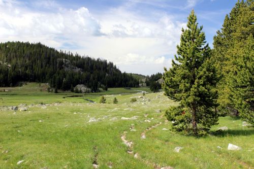 A scenic landscape featuring a grassy meadow, a winding path, and tall pine trees under a partly cloudy sky.