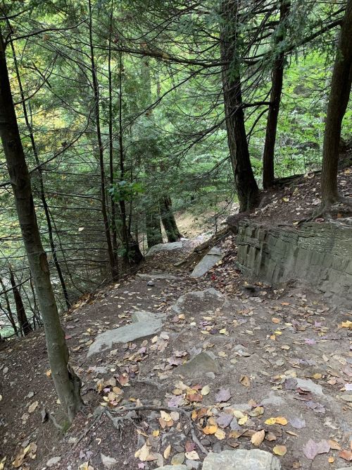 A narrow, winding trail through a dense forest, surrounded by trees and scattered autumn leaves on the ground.