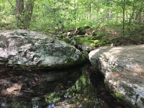 A serene forest scene featuring moss-covered rocks beside a calm stream reflecting the surrounding greenery.